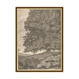 "Wise Old Tree" Framed Art Print ARTWORK - framed print Wendover Art Group