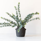 Faux Eucalyptus Branch faux stem Indaba