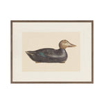 "Decoy Duck II" Framed Art Print ARTWORK - framed print Celadon Art