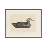 "Decoy Duck II" Framed Art Print ARTWORK - framed print Celadon Art