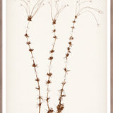 "Botanical Sketch II" Framed Art Print ARTWORK - framed print Celadon Art Medium
