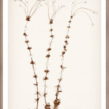 "Botanical Sketch II" Framed Art Print ARTWORK - framed print Celadon Art Small