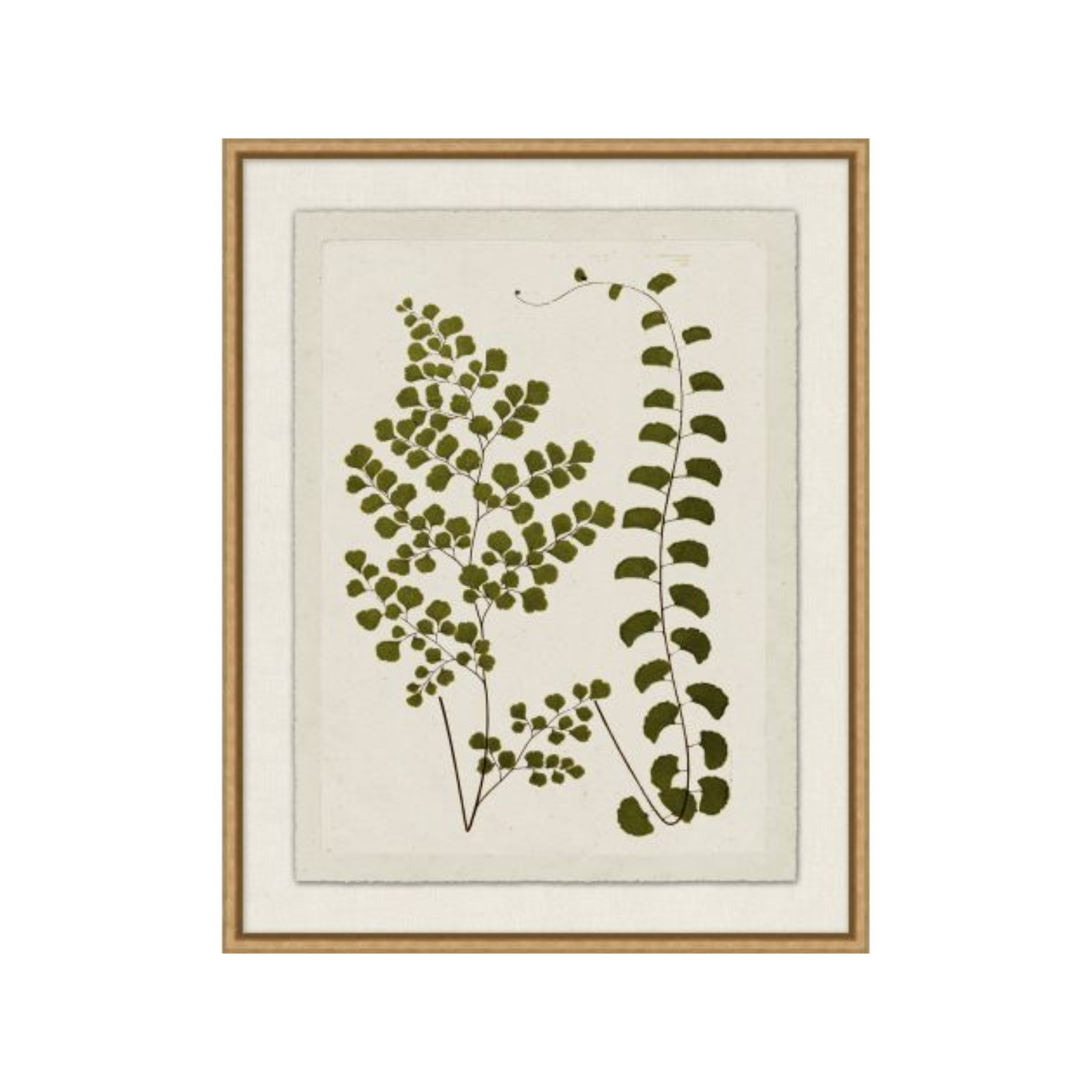 "Plant Pressings" Framed Art Print - Rug & Weave