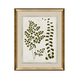 IN STORE - "Botanica II" Framed Art Print ARTWORK - in store Northwood Collection