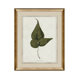 IN STORE - "Botanica III" Framed Art Print ARTWORK - in store Northwood Collection