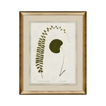 IN STORE - "Botanica I" Framed Art Print ARTWORK - in store Northwood Collection