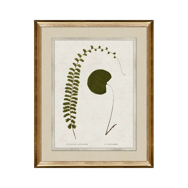IN STORE - "Botanica I" Framed Art Print ARTWORK - in store Northwood Collection