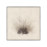 "Coral Sea Fan" Framed Art Print
