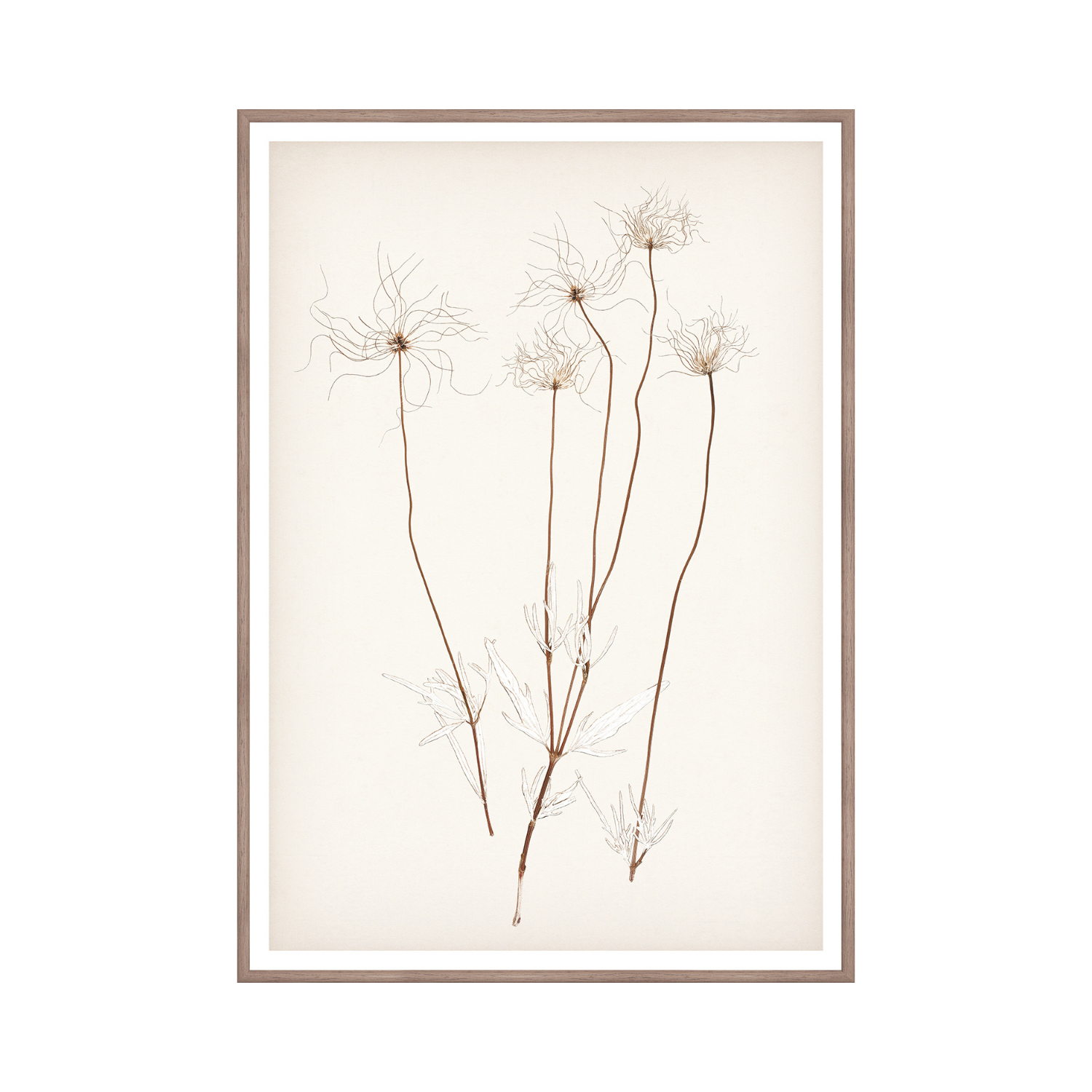 "Botanical Sketch III" Framed Art Print ARTWORK - framed print Celadon Art