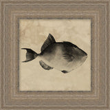 "Deep Sea Trigger Fish" Framed Art Print