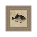 "Deep Sea Trigger Fish" Framed Art Print ARTWORK - framed art Wendover Art Group