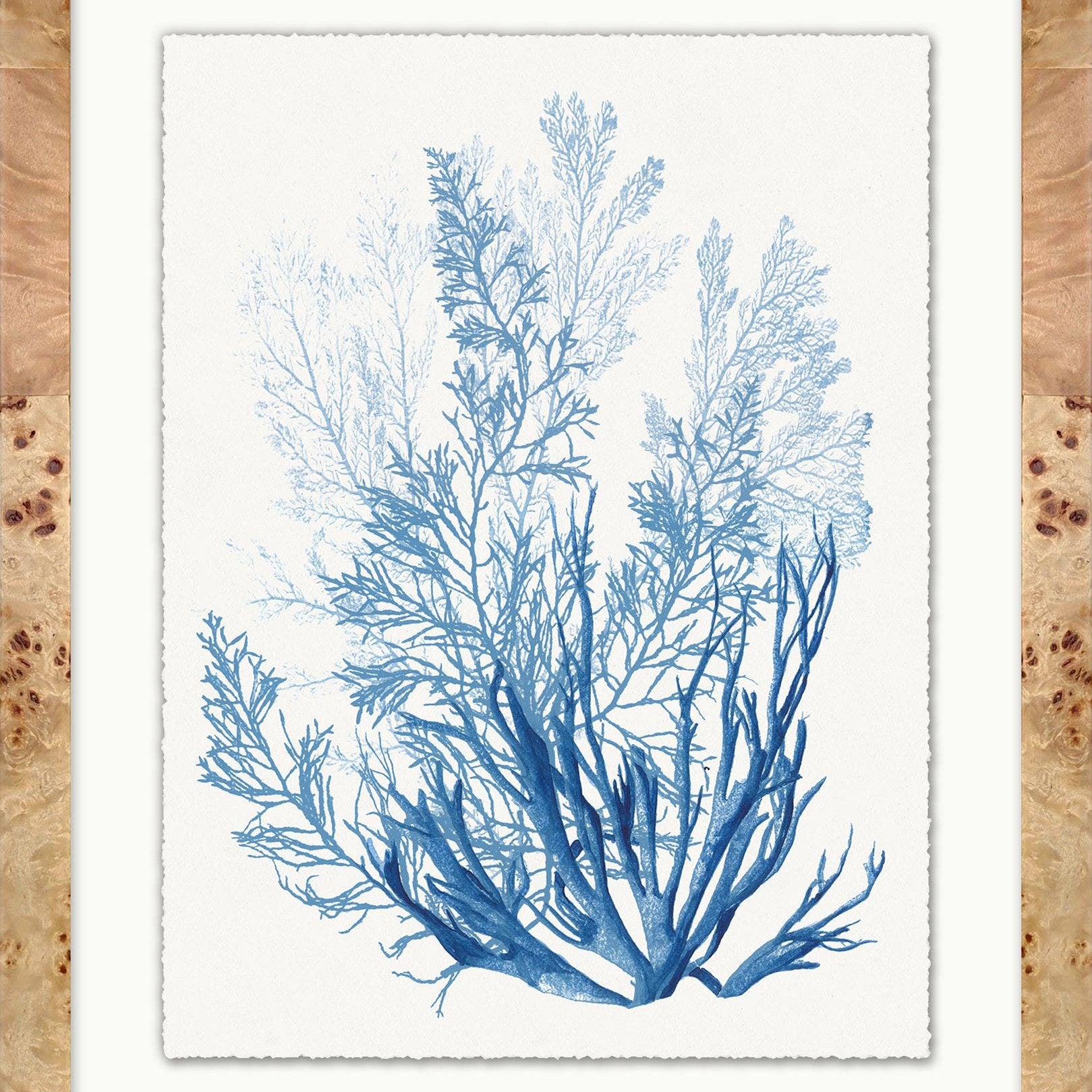 "Forms of Coral" Framed Art Print ARTWORK - framed art Wendover Art Group