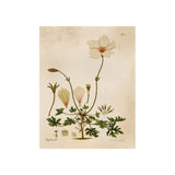 Amber Garden 9 ARTWORK - framed art Wendover Art Group