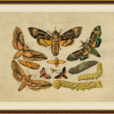 "Winged Sequence" Framed Art Print ARTWORK - framed art Wendover Art Group