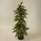 Faux Weeping Norfolk Pine Tree
