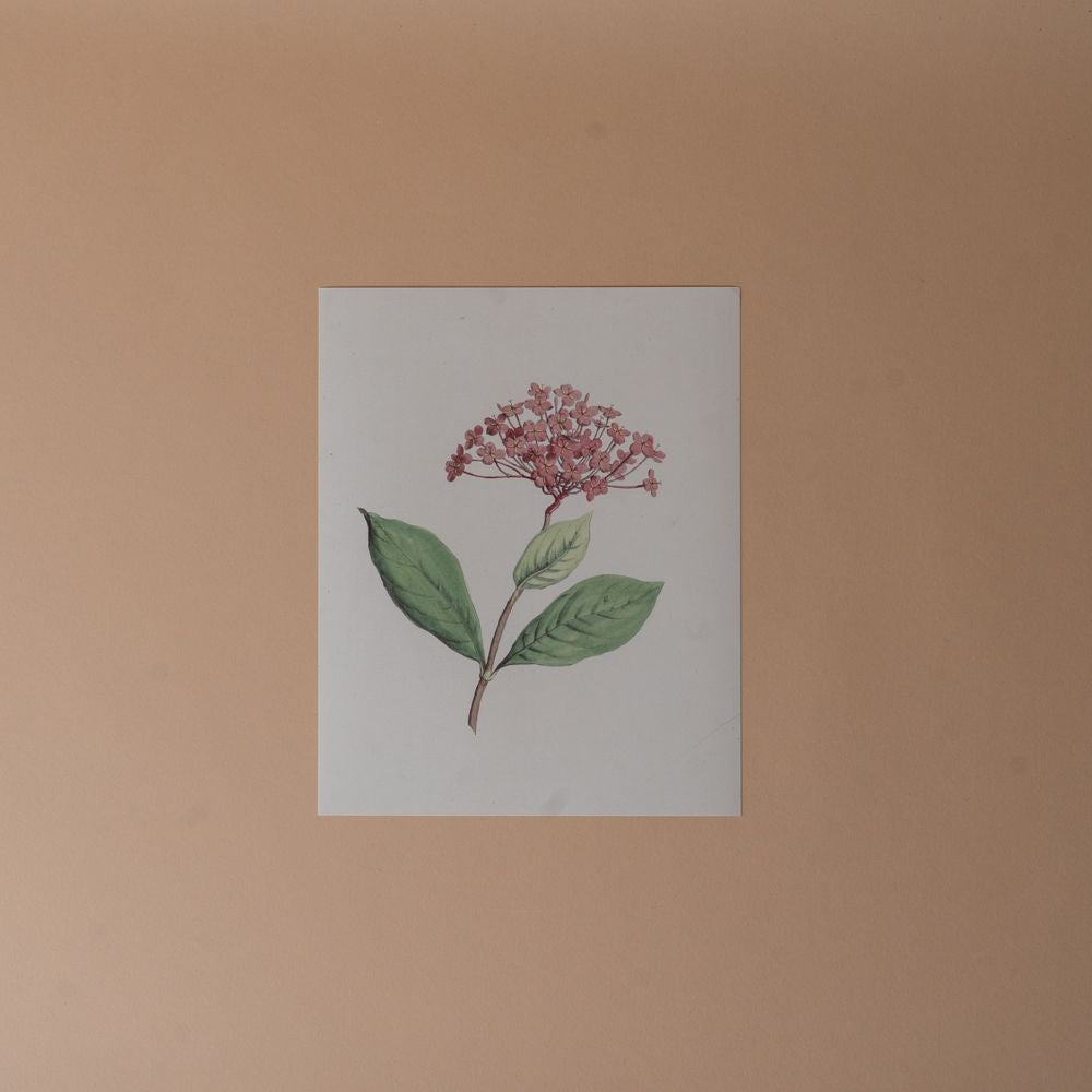Floral Art Print ARTWORK - print Pink Lemon Decor (Faire)