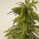 Faux Weeping Norfolk Pine Tree