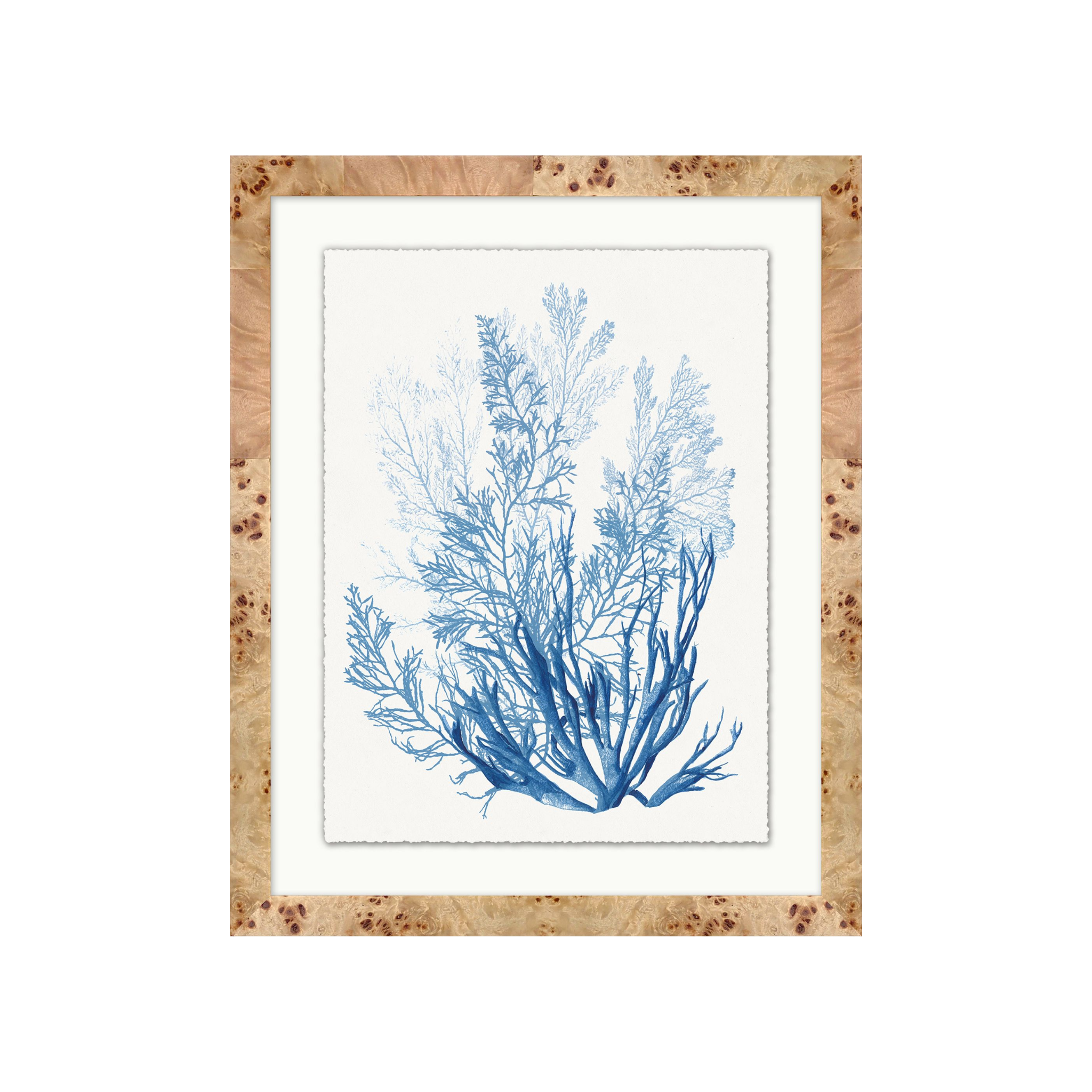 "Forms of Coral" Framed Art Print ARTWORK - framed art Wendover Art Group