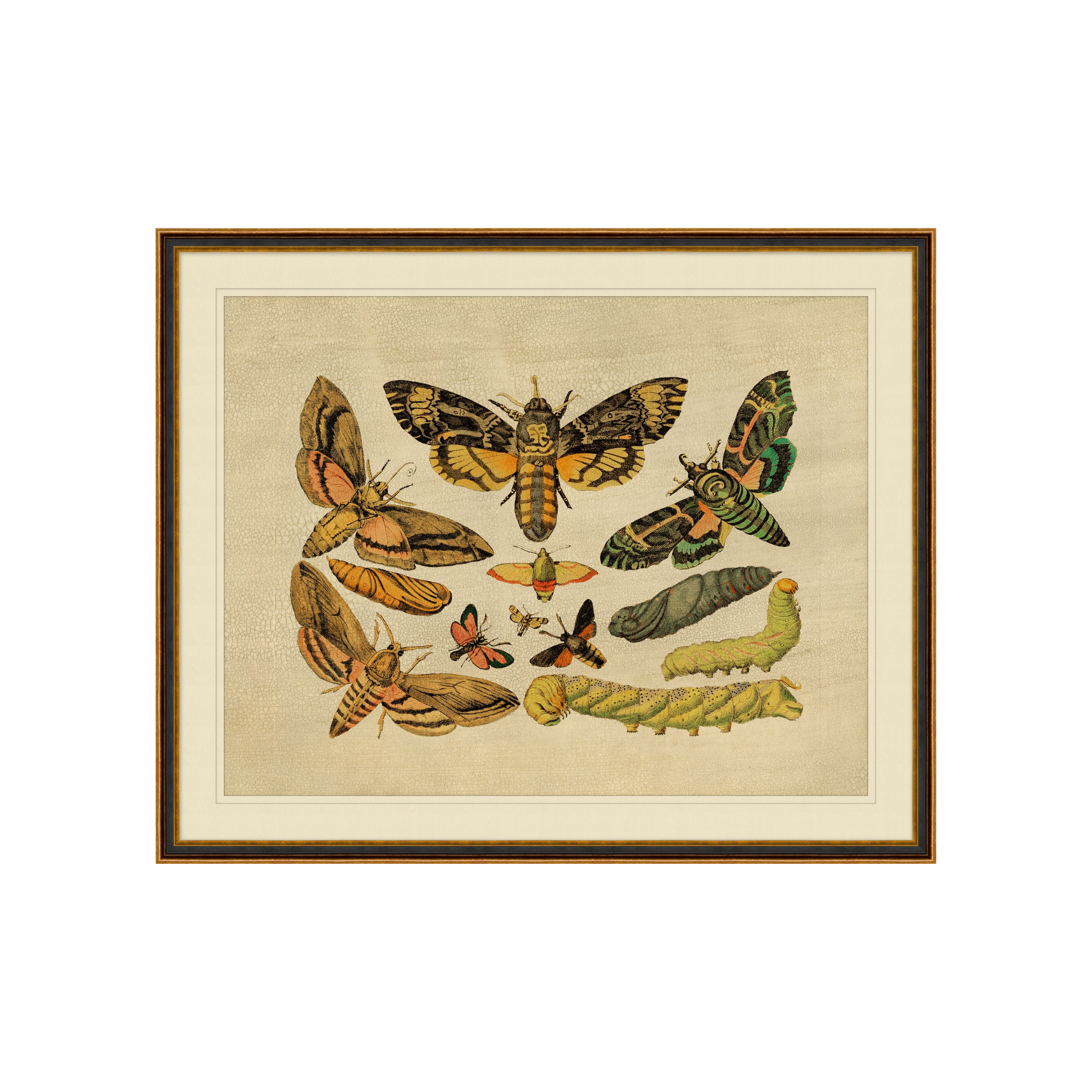 "Caterpillars to Moths" Framed Art Print ARTWORK - framed art Wendover Art Group