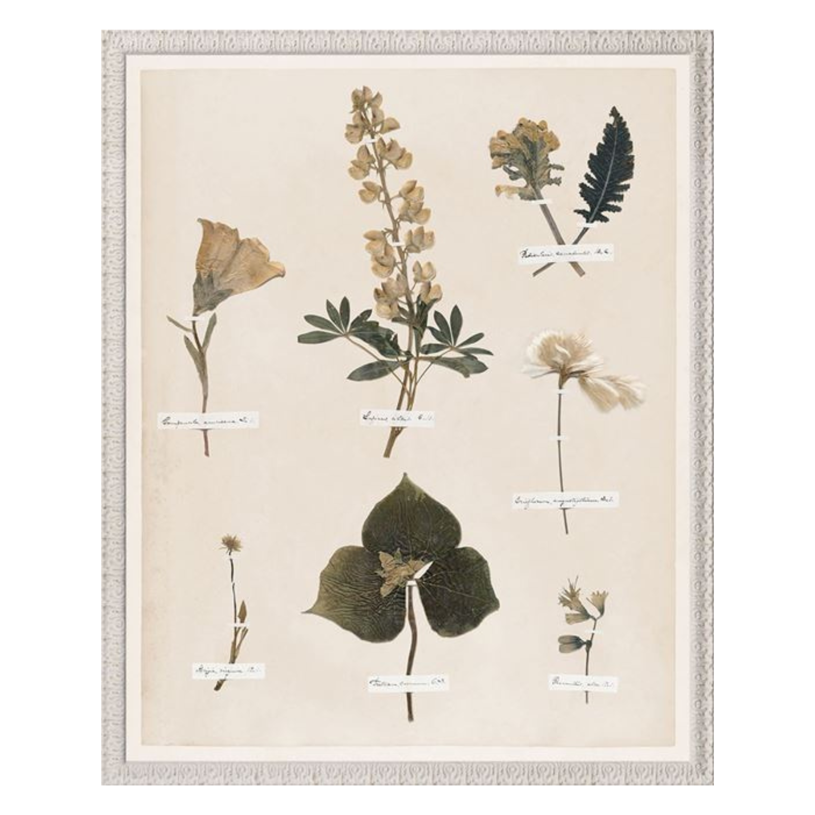 "Floral Pressings I" Framed Art Print - Rug & Weave