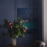 Farrow & Ball Wine Dark No. 308 PAINT - Farrow & Ball Farrow & Ball